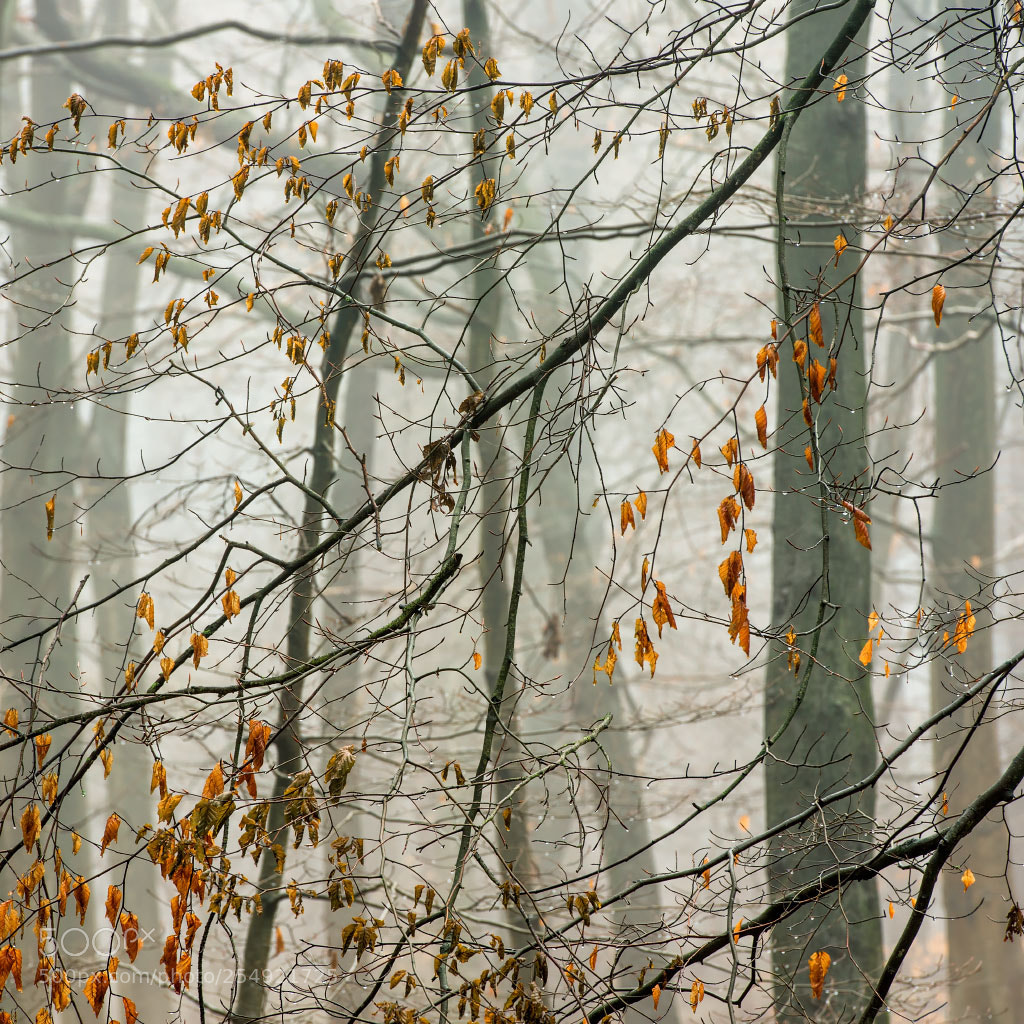 Nikon D810 sample photo. Fragile photography