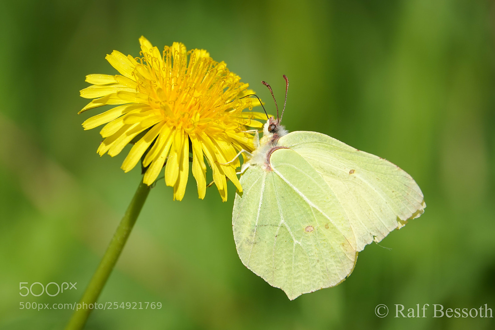 Sony Cyber-shot DSC-RX10 IV sample photo. Yellow beauty photography