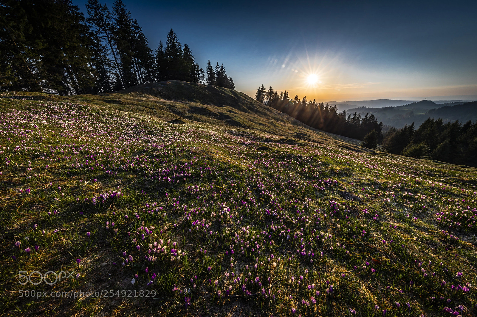 Canon EOS 5D Mark IV sample photo. Beautiful spring photography