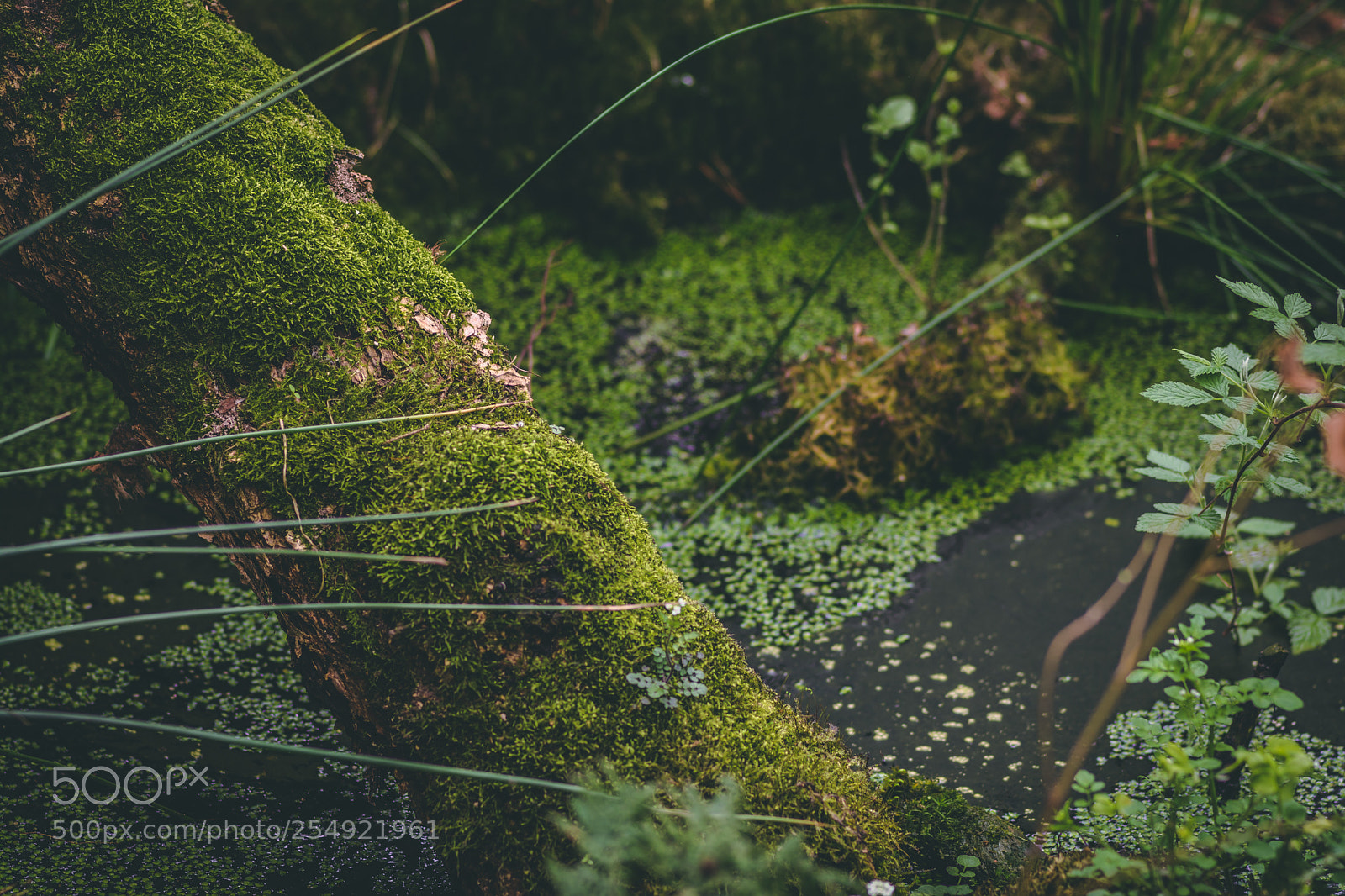 Nikon D7100 sample photo. Swamp! photography