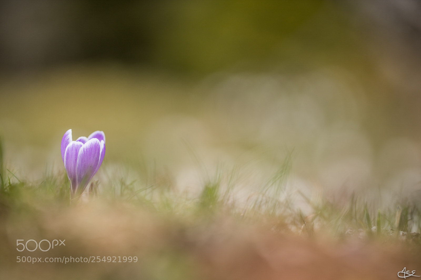 Canon EOS 6D Mark II sample photo. The crocus photography