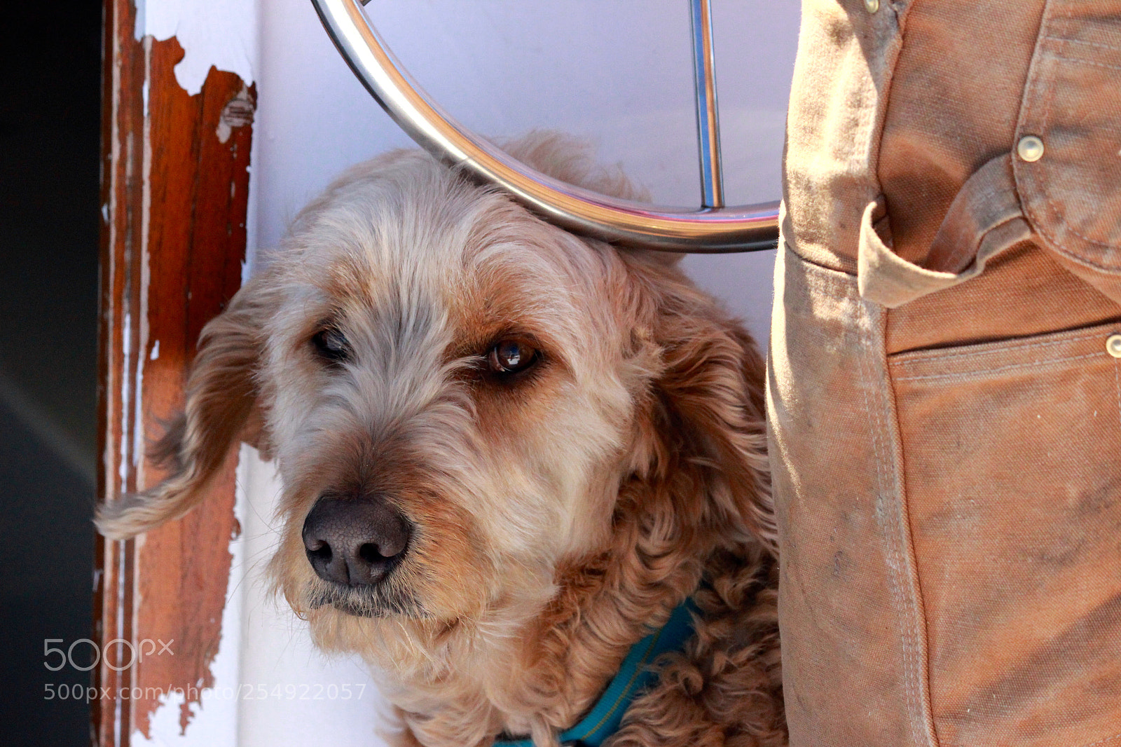 Canon EOS 600D (Rebel EOS T3i / EOS Kiss X5) sample photo. Charlie on the lob photography