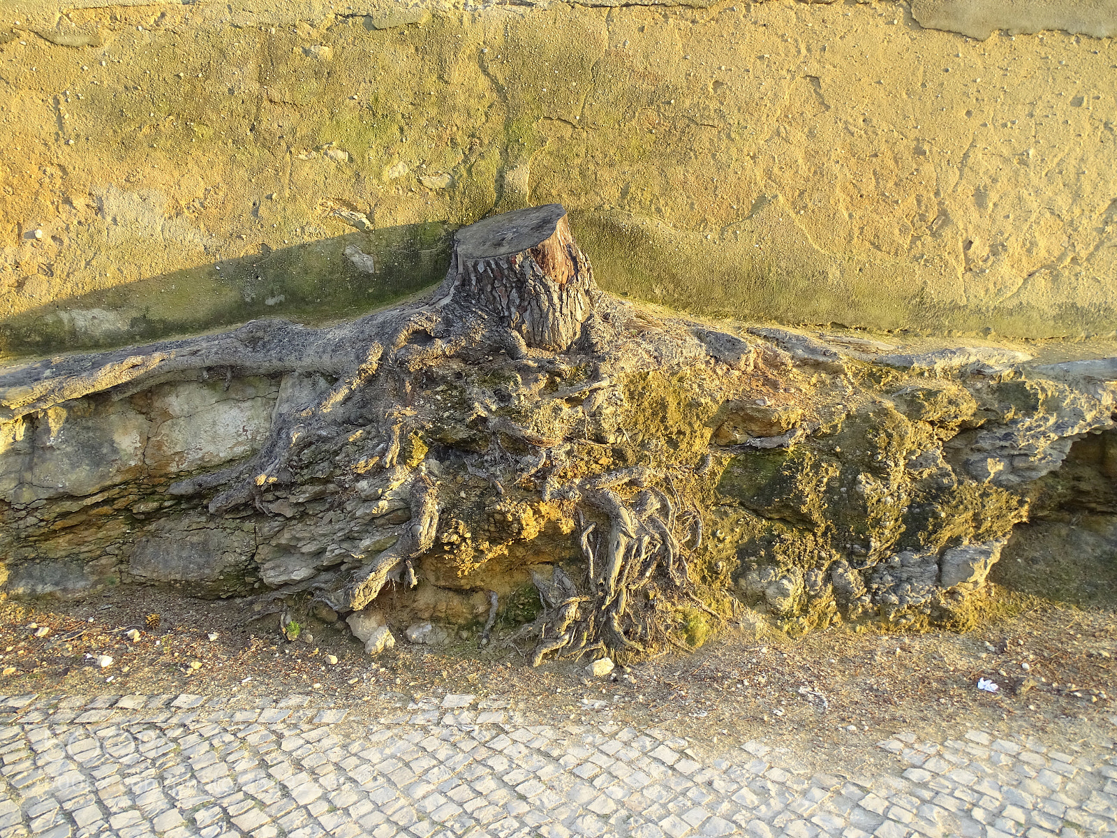 Sony Cyber-shot DSC-HX400V sample photo. The remains of a photography