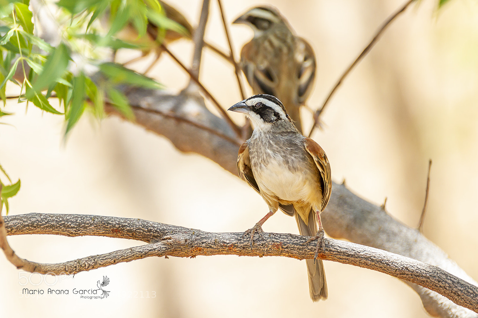 Canon EOS 7D sample photo. Stripe-headed sparrow photography