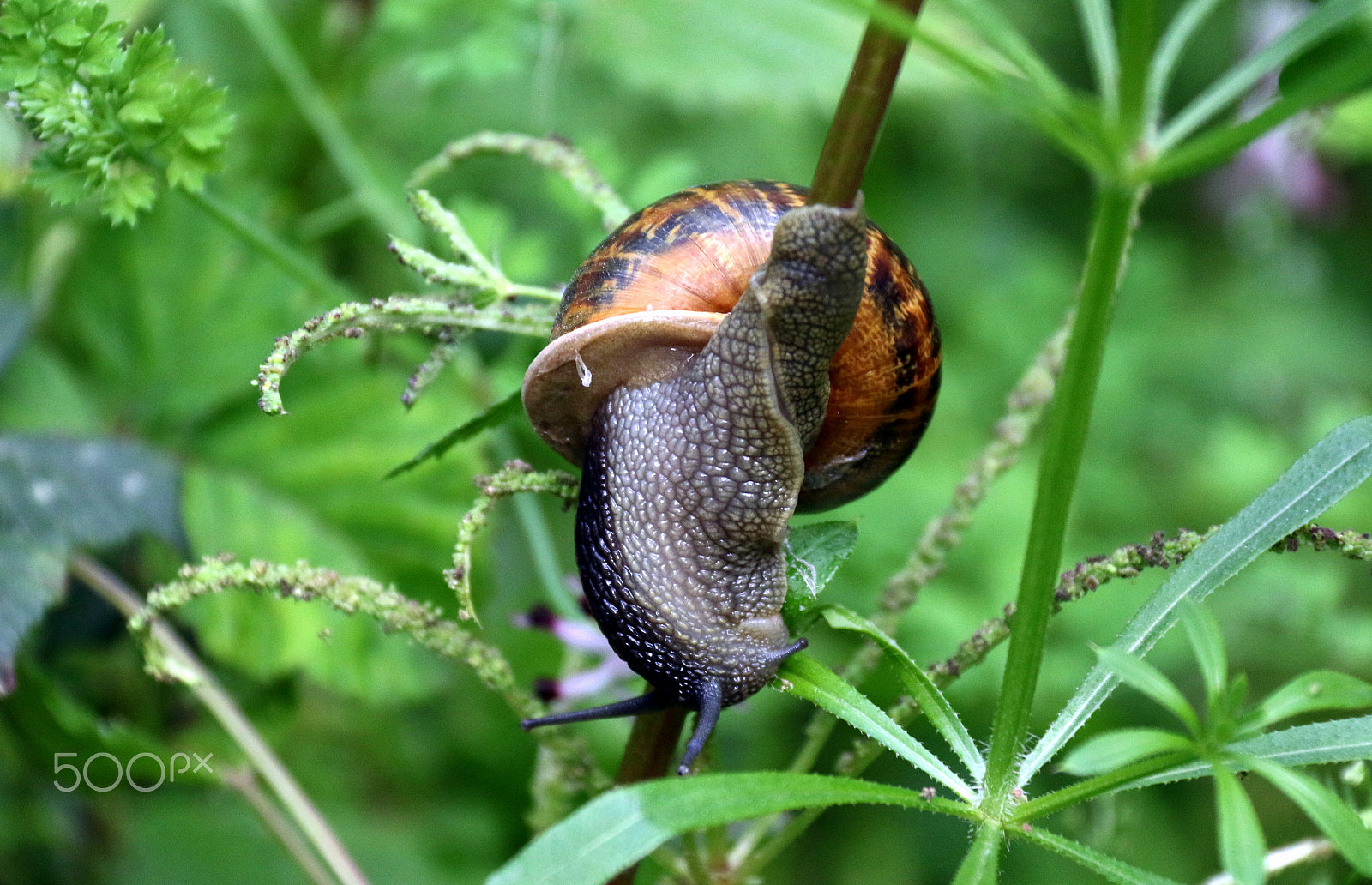 Canon EF-S 18-200mm F3.5-5.6 IS sample photo. Snail photography