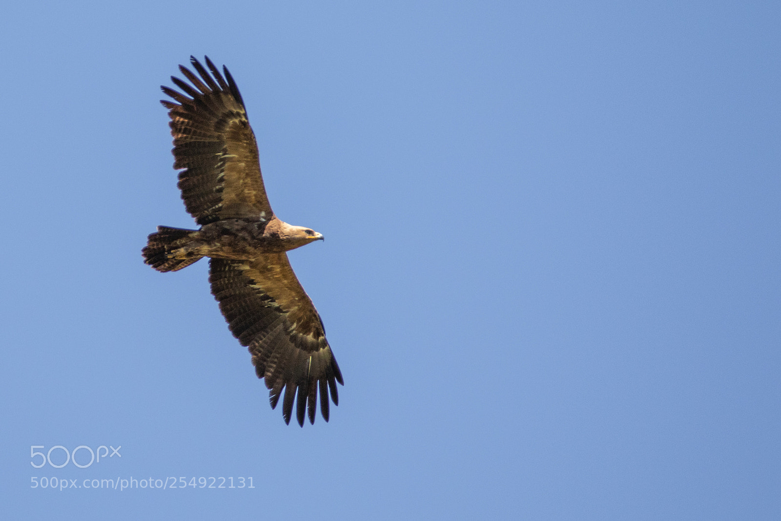 Canon EOS 7D Mark II sample photo. Lesser spotted eagle photography