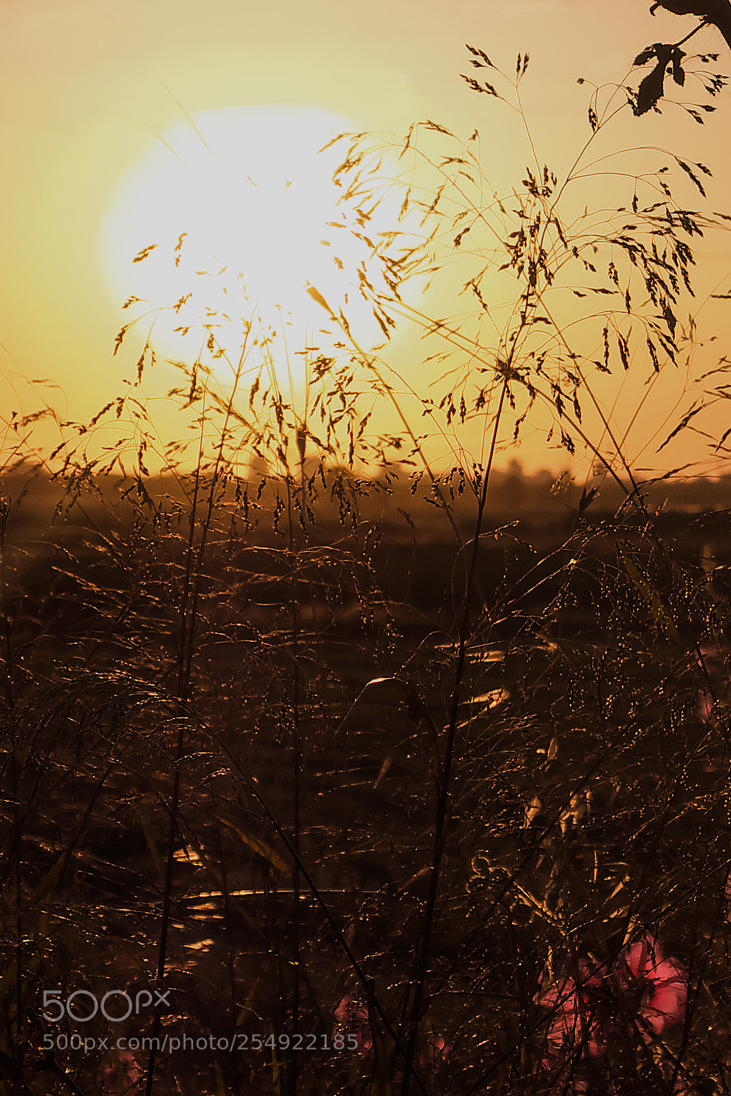 Fujifilm X-T2 sample photo. Into the sun photography