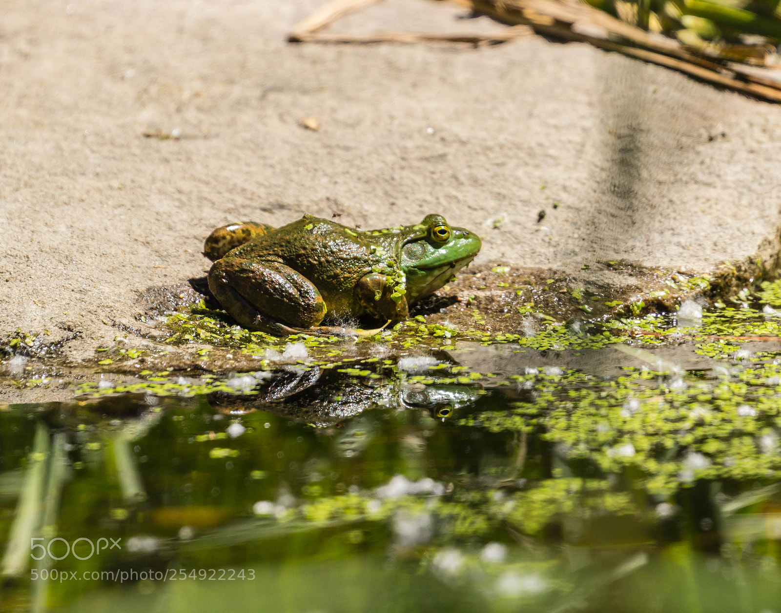 Canon EOS 600D (Rebel EOS T3i / EOS Kiss X5) sample photo. Bull frog photography