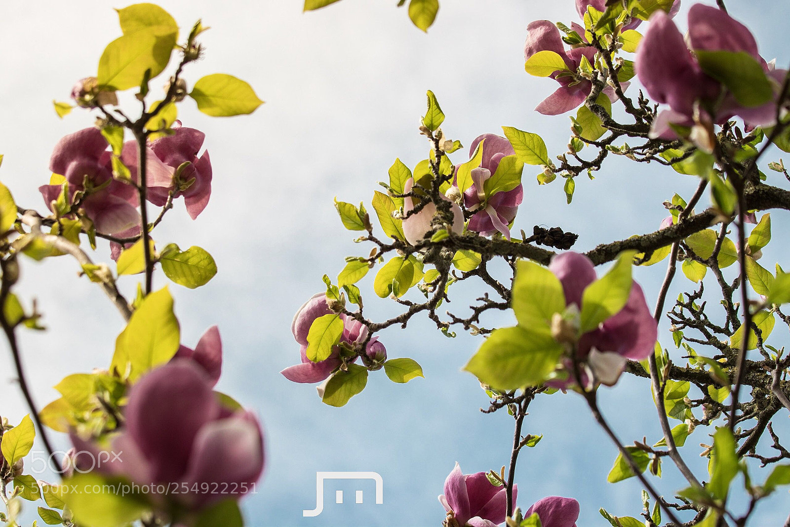 Canon EOS 80D sample photo. Magnolia blossom (3) photography