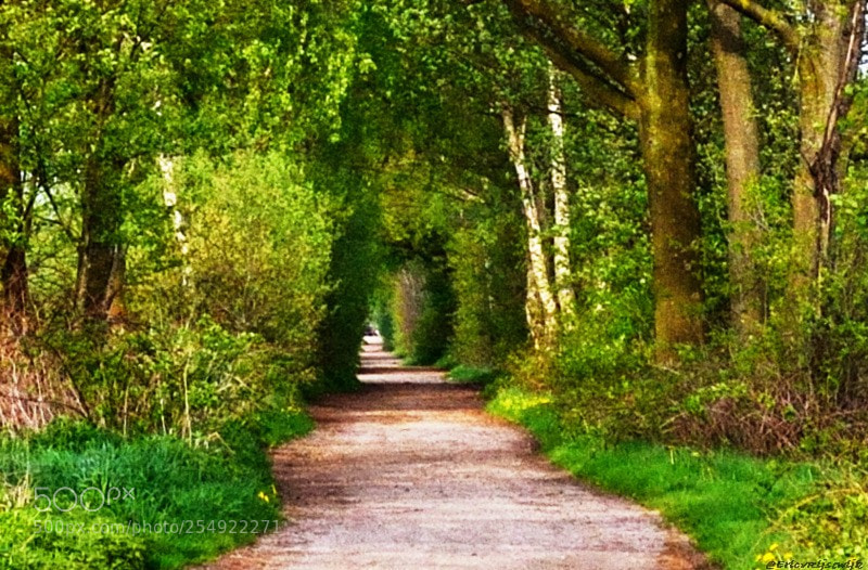 Nikon D3100 sample photo. The green gate photography