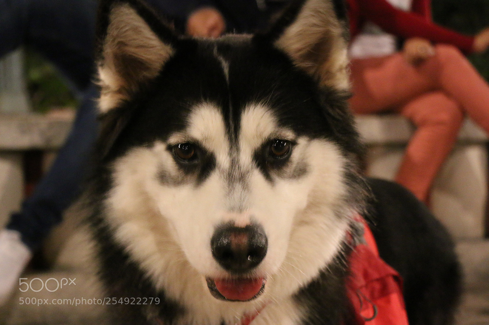 Canon EOS 70D sample photo. Siberian husky photography