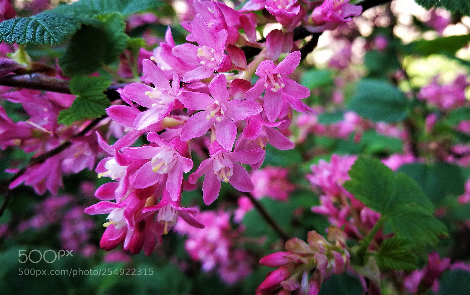 HUAWEI P9 sample photo. Cof photography