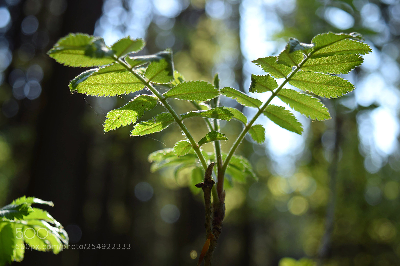Nikon D3300 sample photo. Little forest angel photography