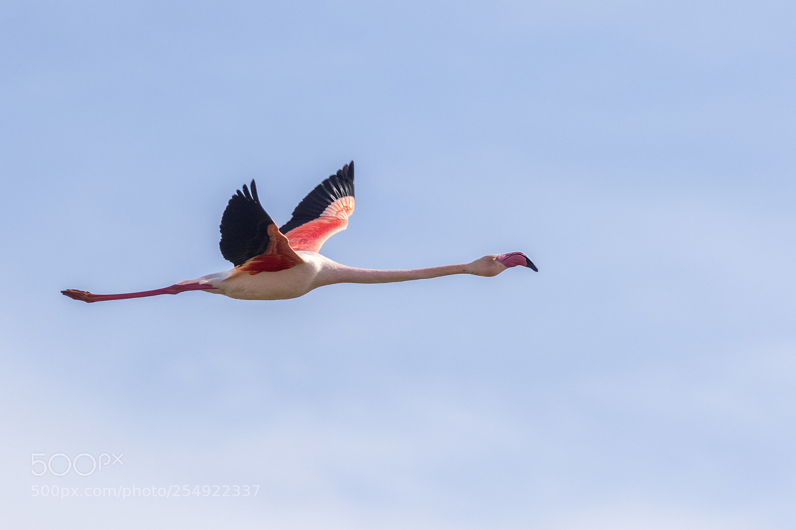 Canon EOS 7D Mark II sample photo. Flying broomstick photography