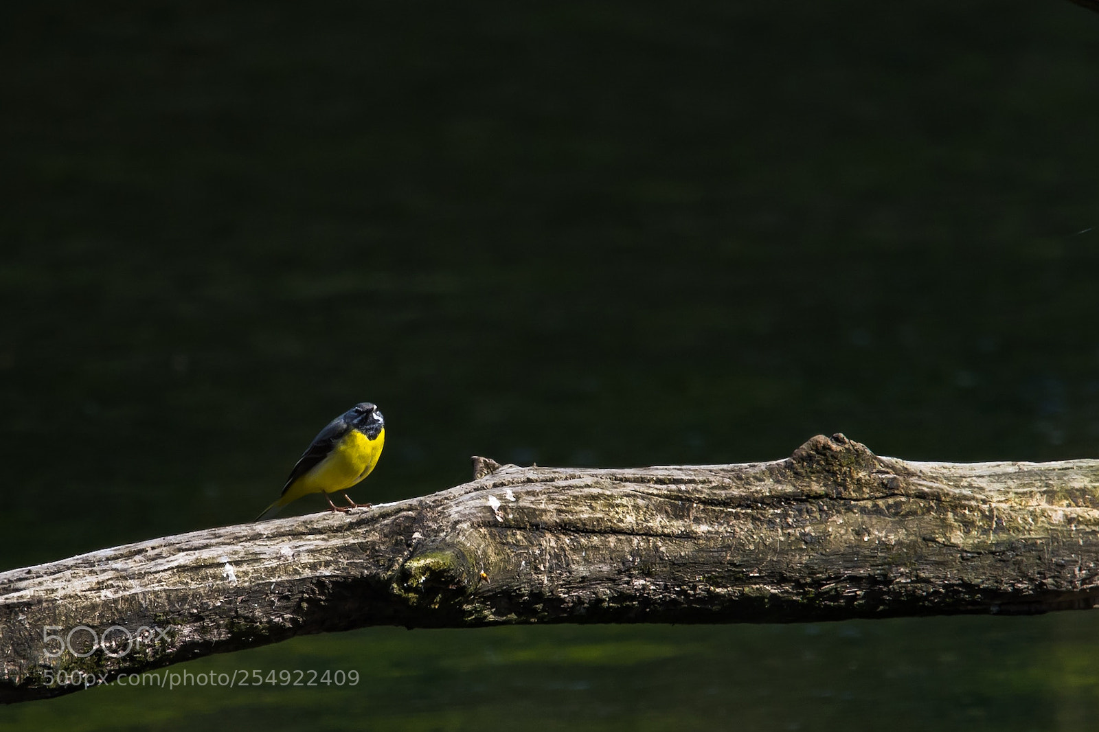 Nikon D7200 sample photo. Motacilla cinerea photography
