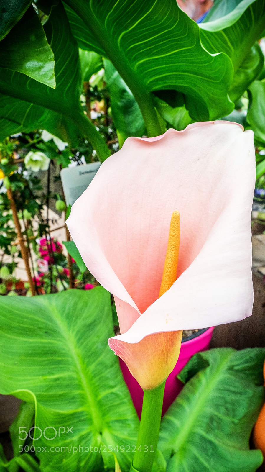 Fujifilm X-T2 sample photo. Describe what you see. photography