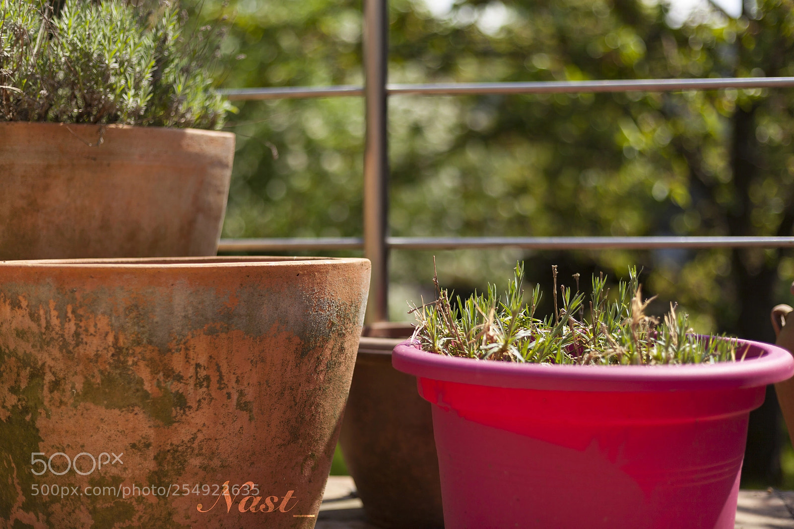 Canon EOS 5D Mark II sample photo. Easy composition @garden photography