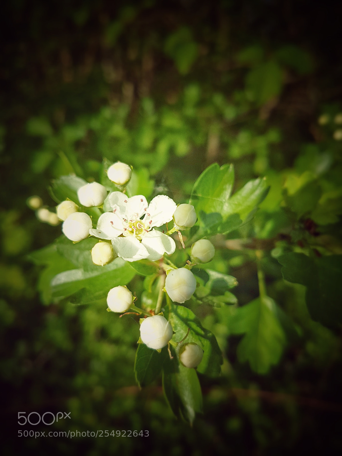 Samsung Galaxy S7 Edge sample photo. Fleur photography