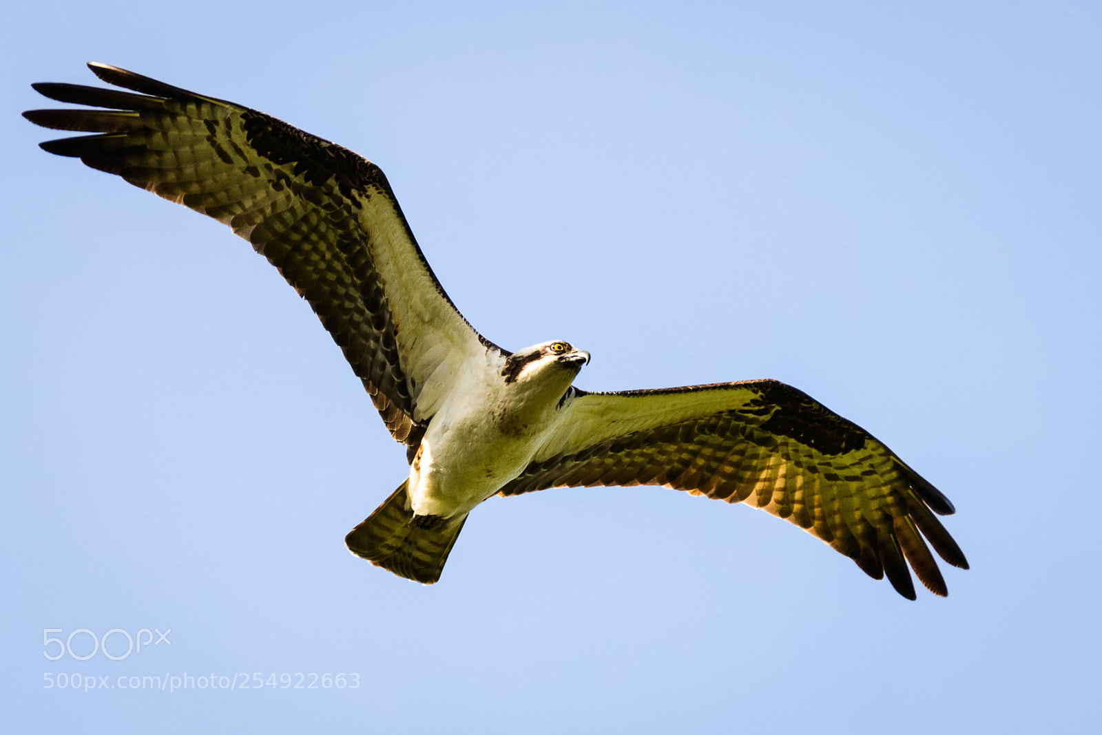 Nikon D800 sample photo. Osprey photography