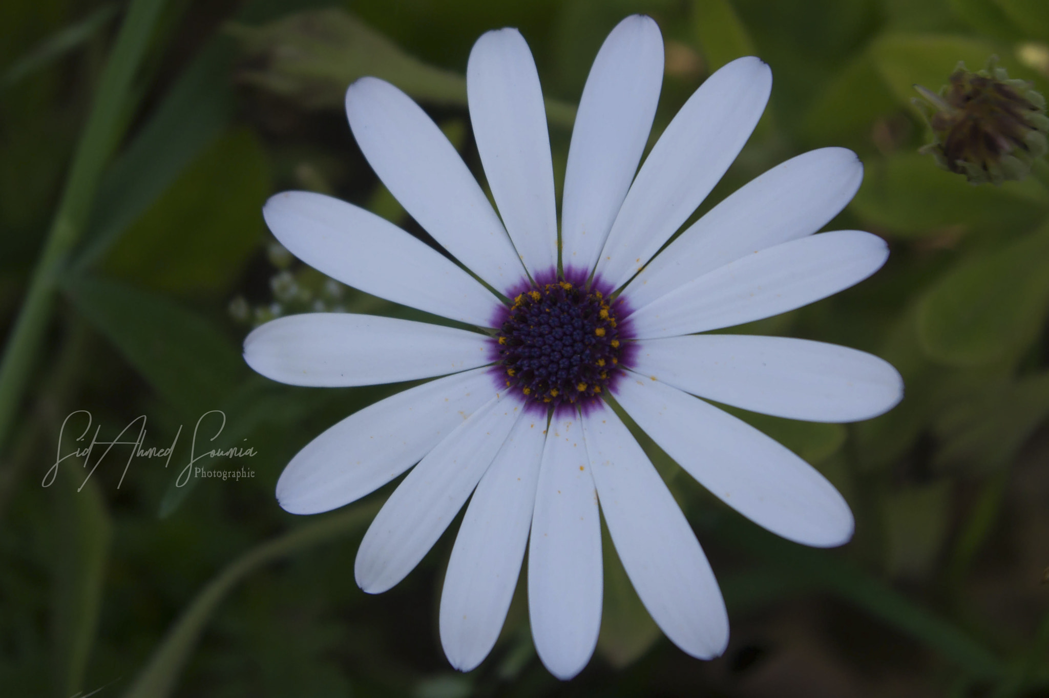 Sony Alpha DSLR-A450 sample photo. Flower photography