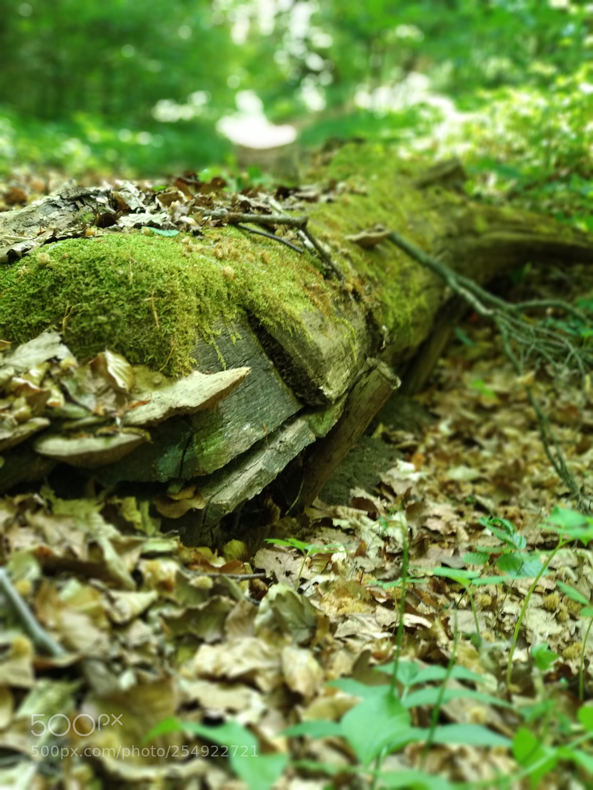 Xiaomi Mi A1 sample photo. In the forest photography