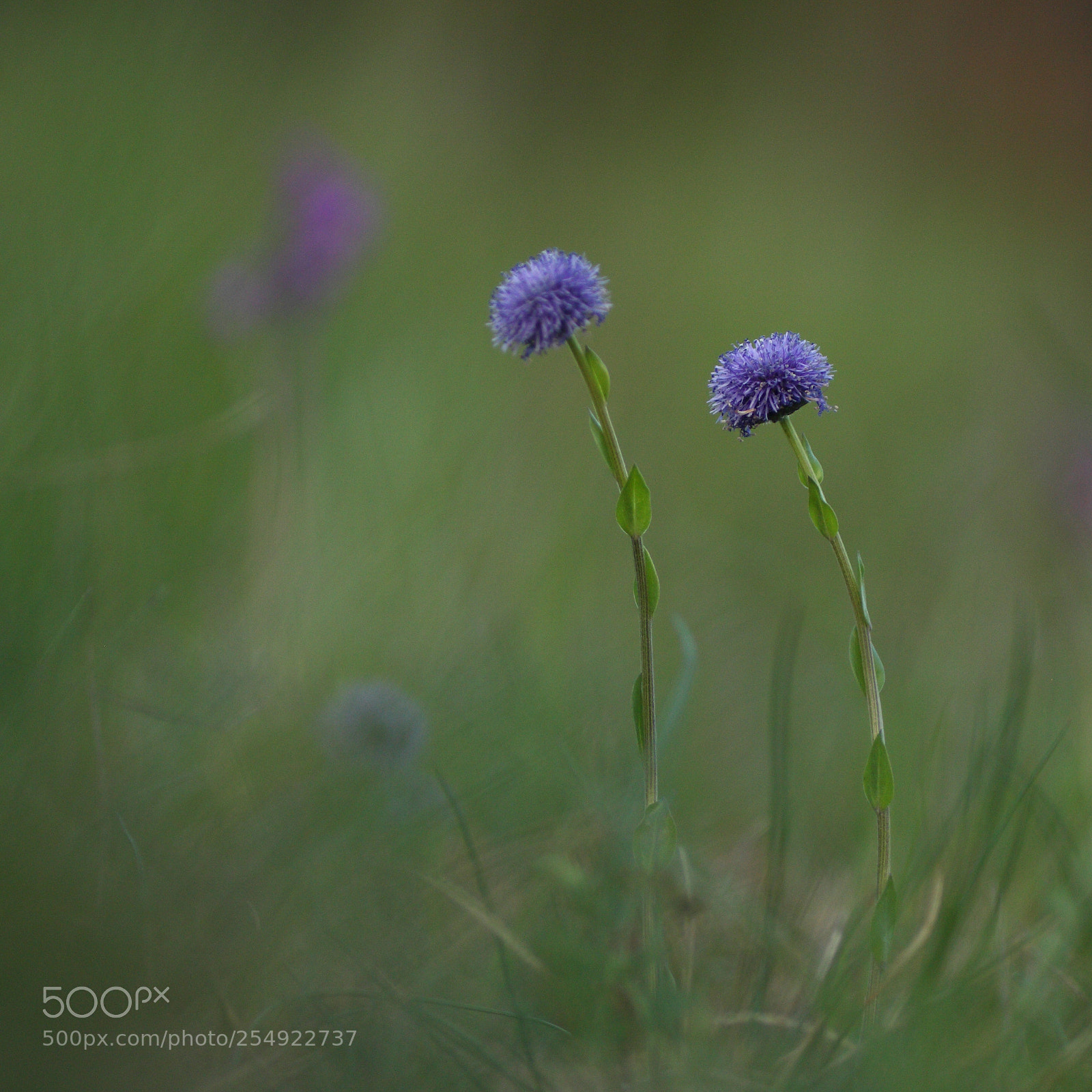 Canon EOS 40D sample photo. Duo de globulaires photography