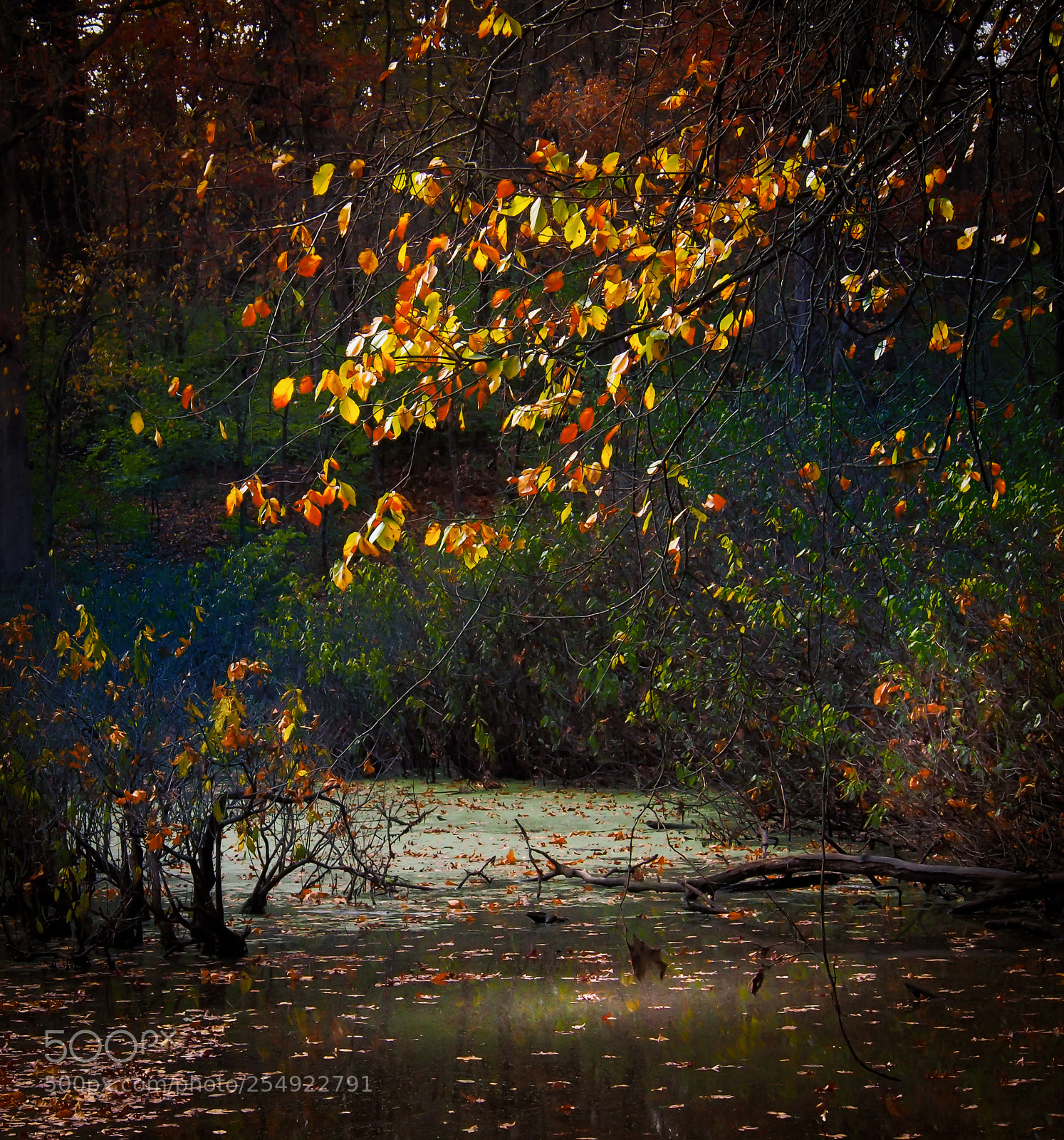 Olympus OM-D E-M5 sample photo. Leaves on the water photography