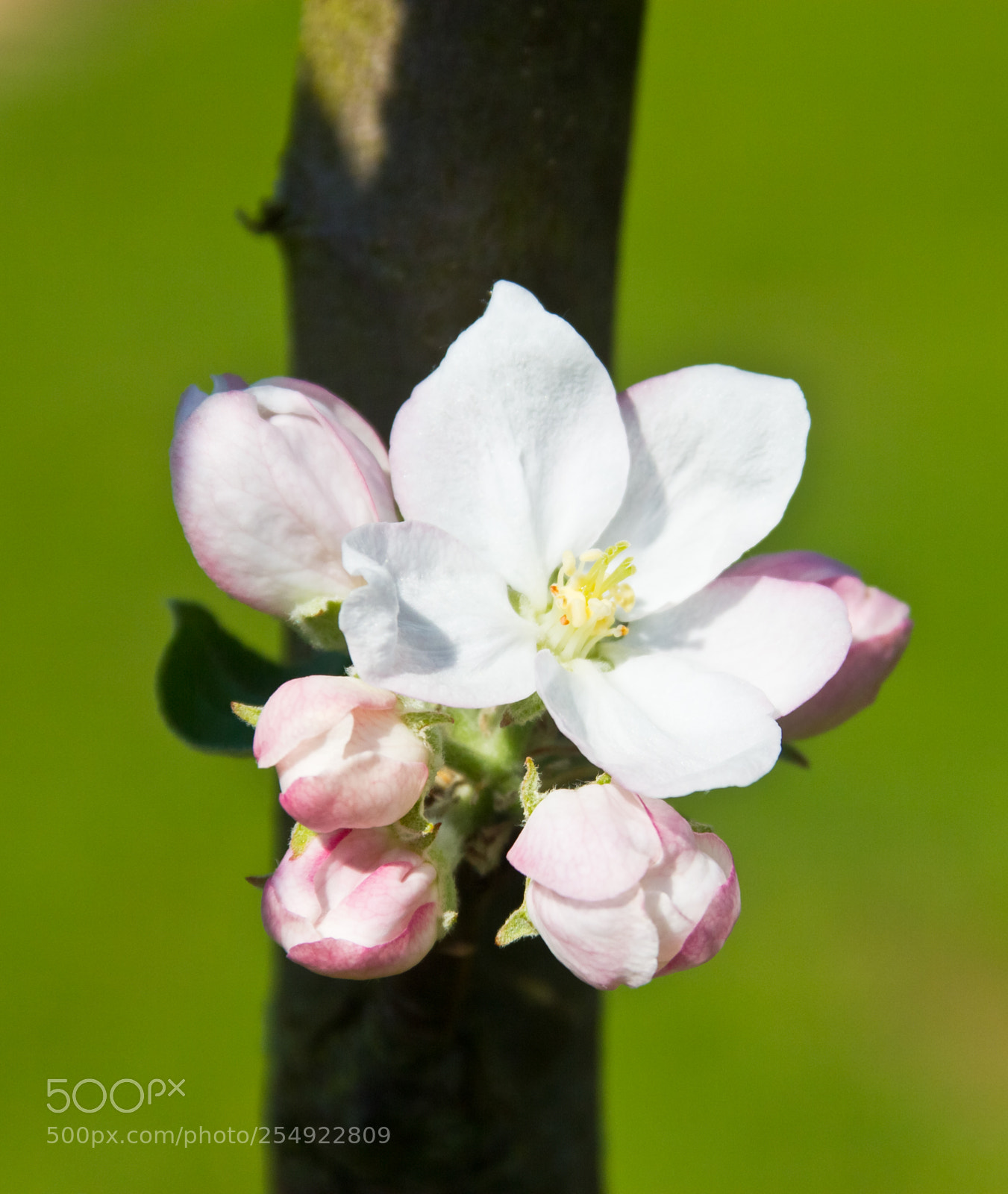 Canon EOS 60D sample photo. Buds will be blossoms photography