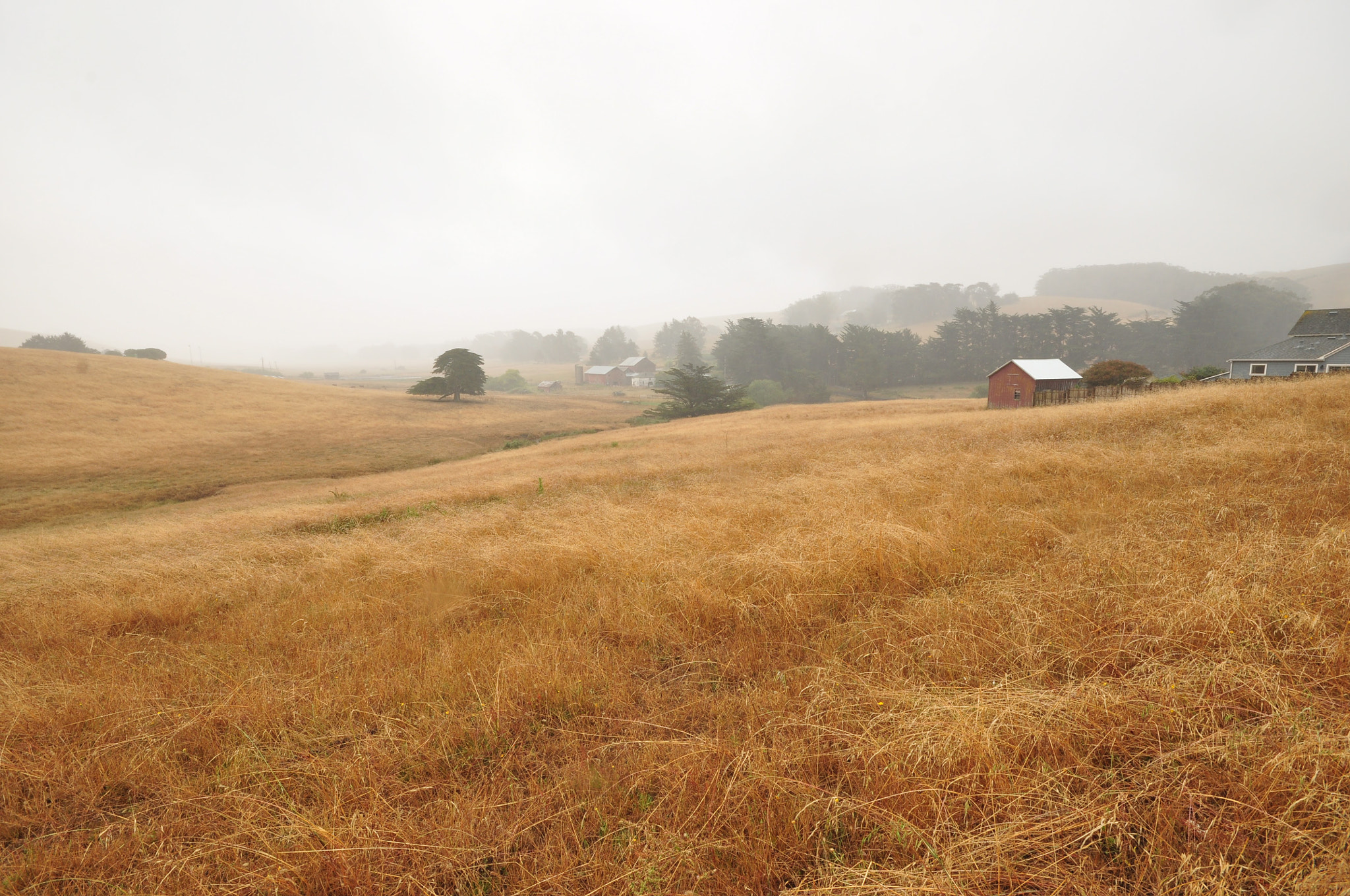 Nikon D90 sample photo. Field near bodega bay photography