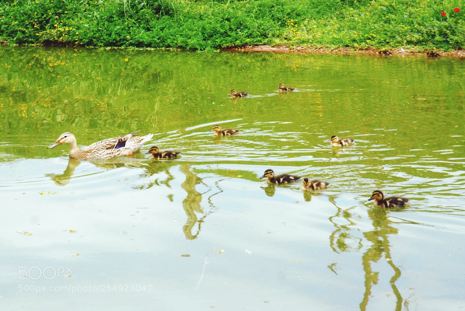 Nikon D40X sample photo. Untitled photography