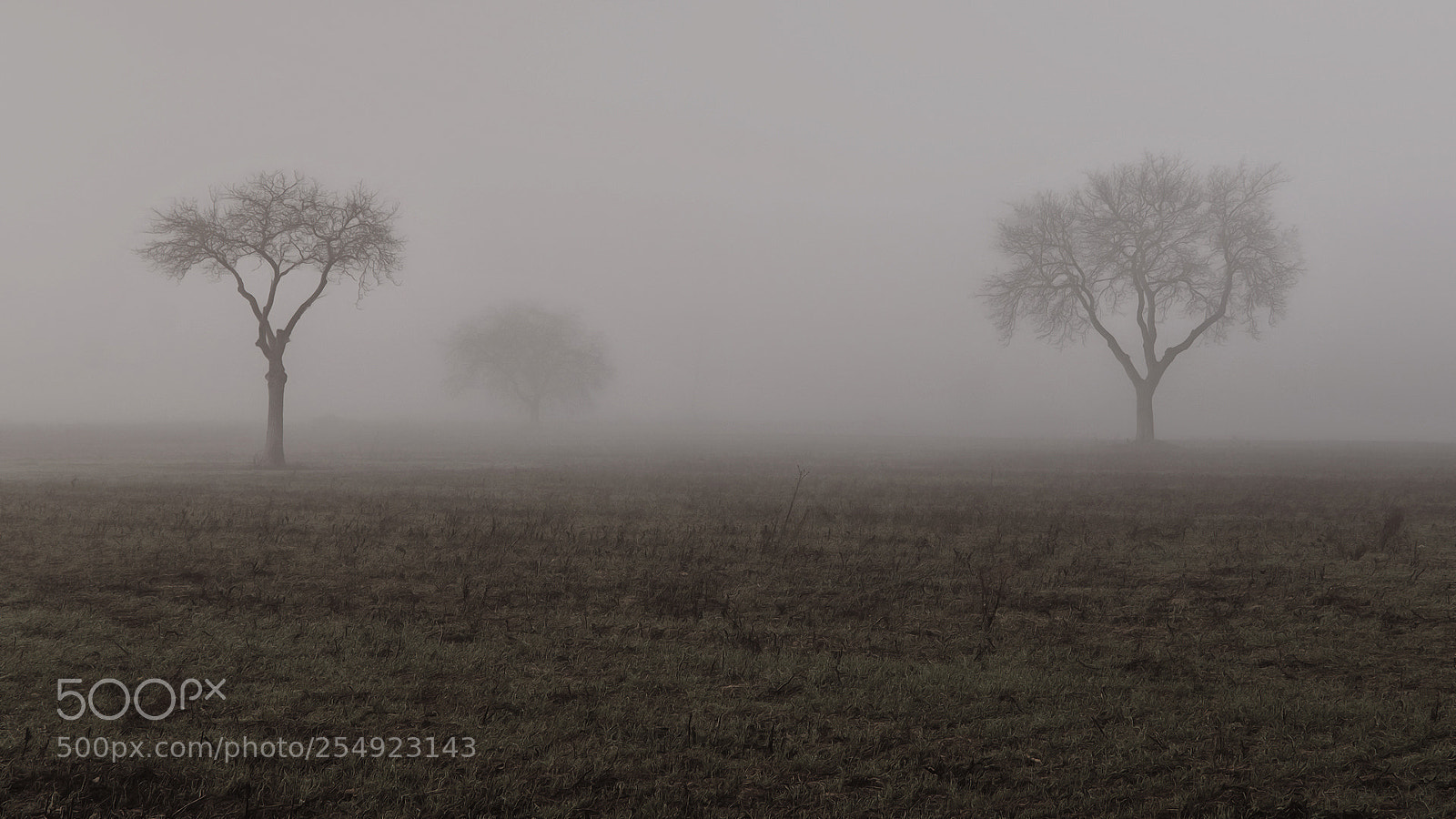 Canon EOS 70D sample photo. Niebla en el campo photography