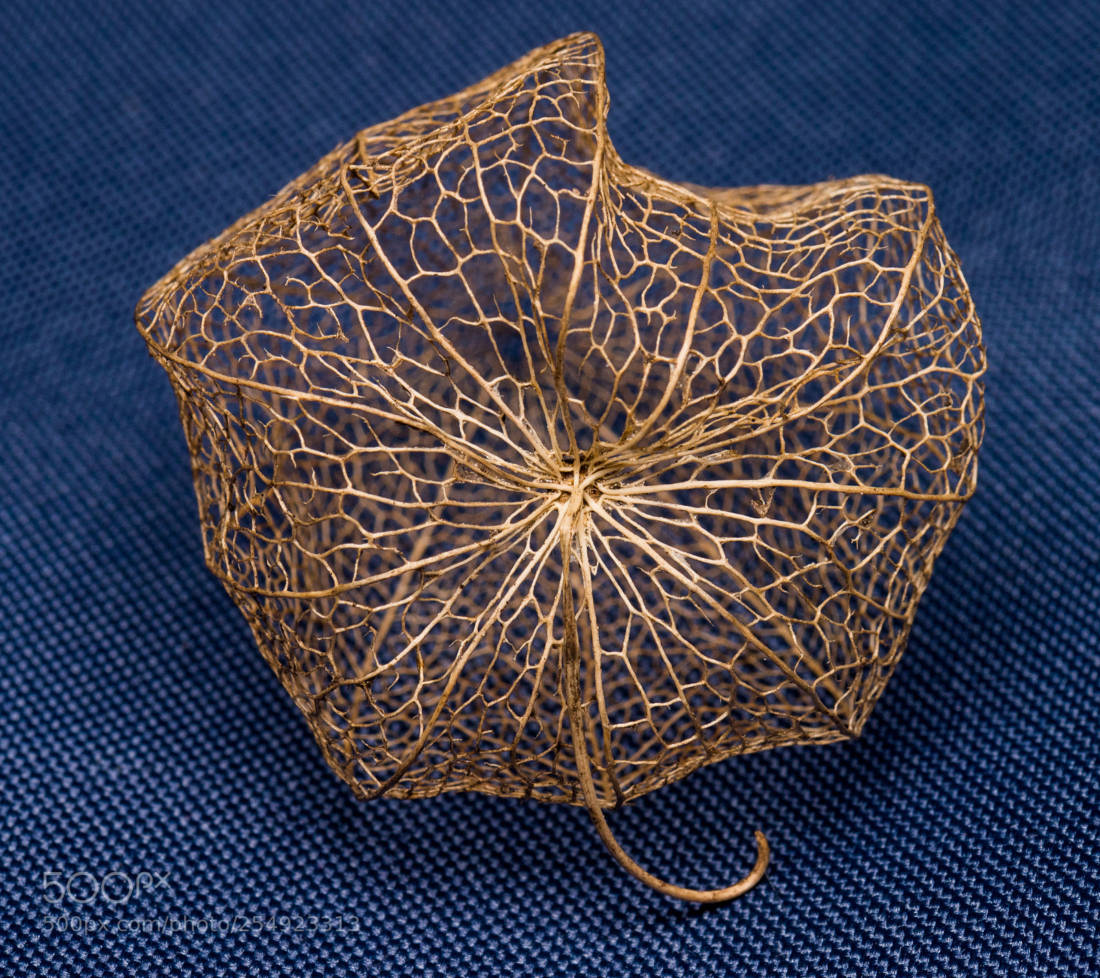 Nikon D810 sample photo. Seed photography