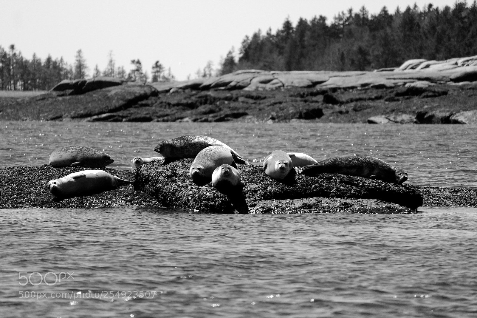 Canon EOS 600D (Rebel EOS T3i / EOS Kiss X5) sample photo. Bay seals photography