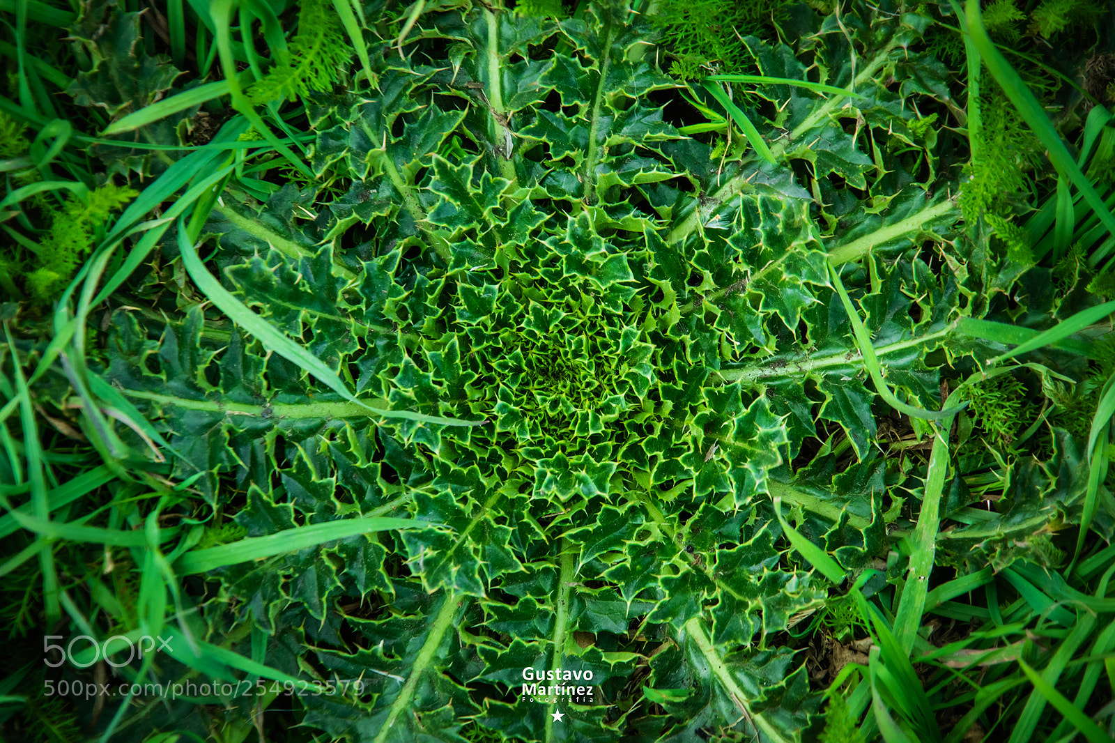 Nikon D3100 sample photo. Green maze photography