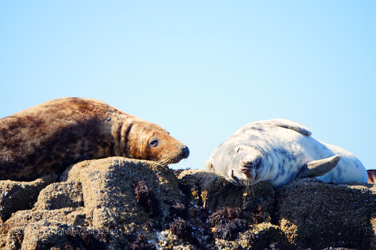 Sony Alpha a5000 (ILCE 5000) sample photo. Sleeping seals photography