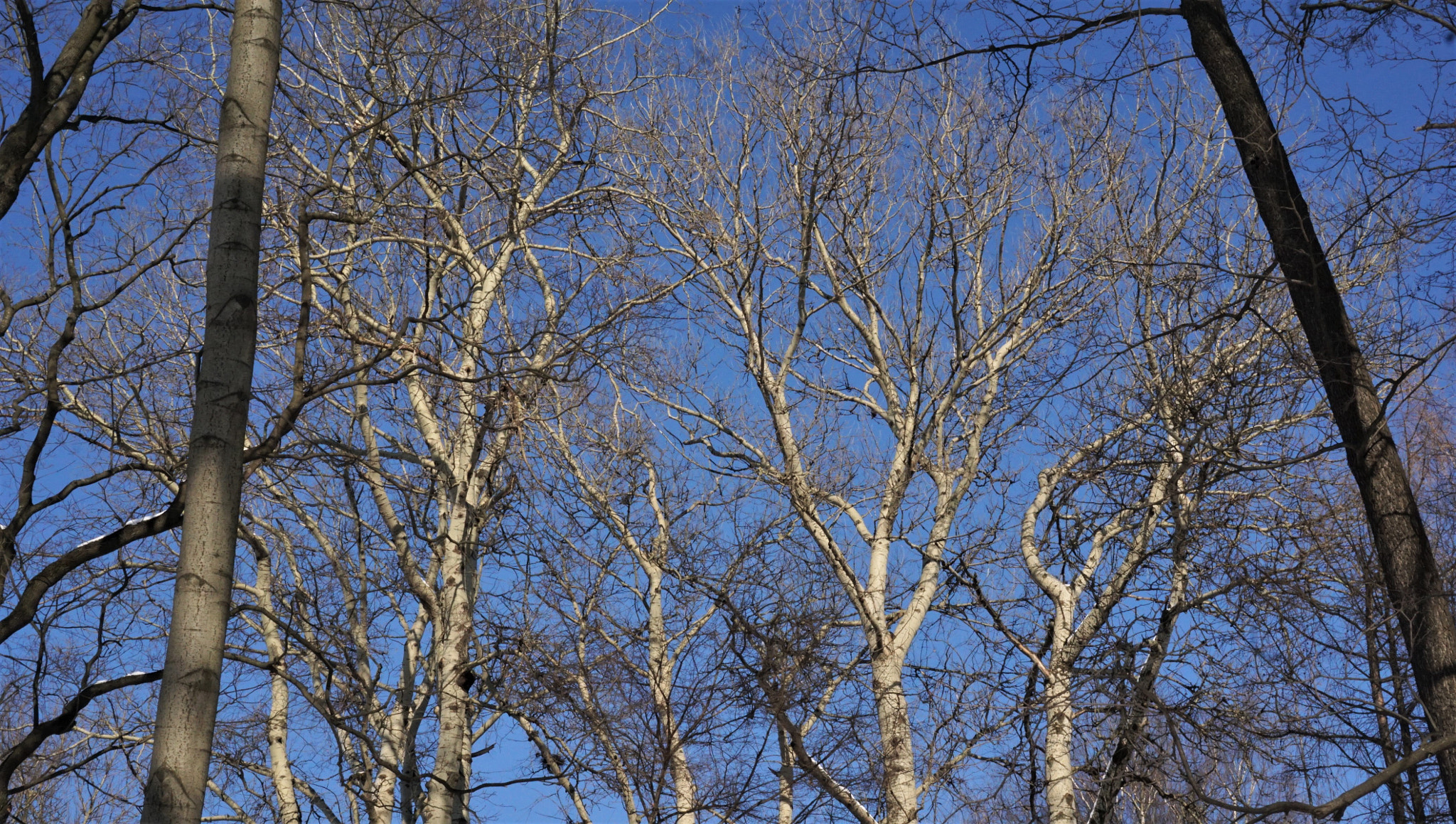 Sony a6000 + Sony E 35mm F1.8 OSS sample photo. Nature draws photography
