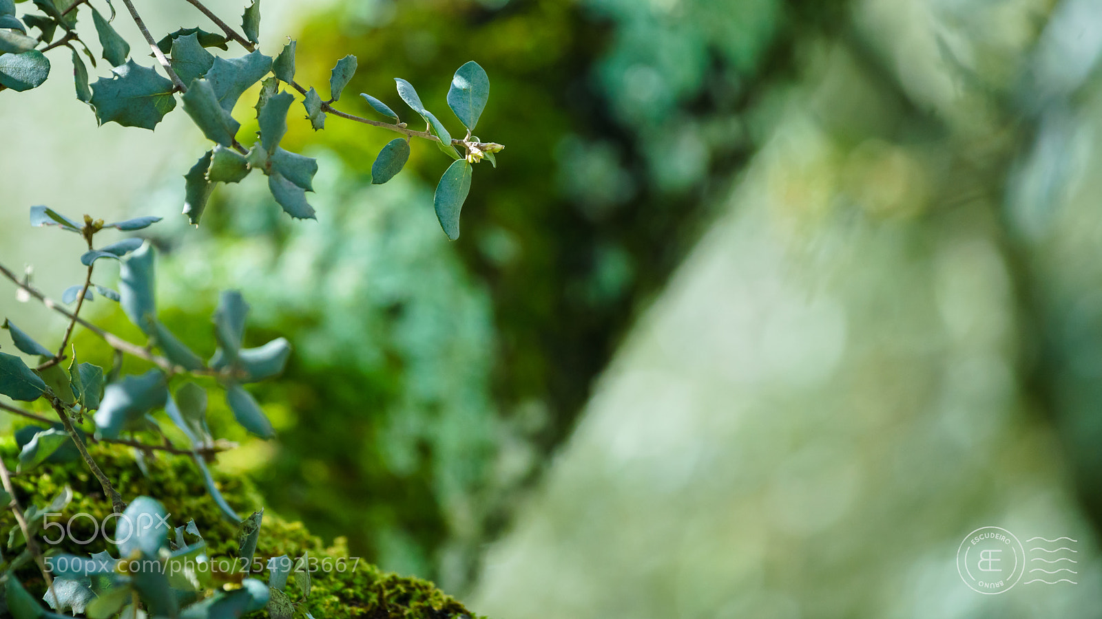 Sony a7R II sample photo. Branch photography