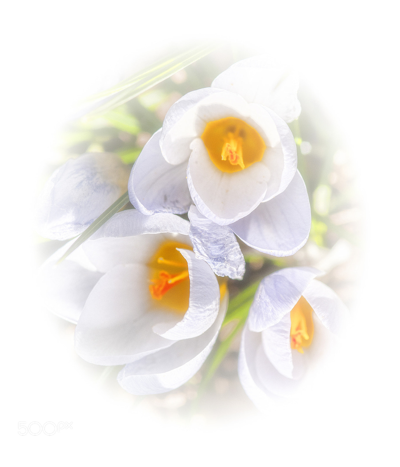 Nikon D300 sample photo. Crocus photography