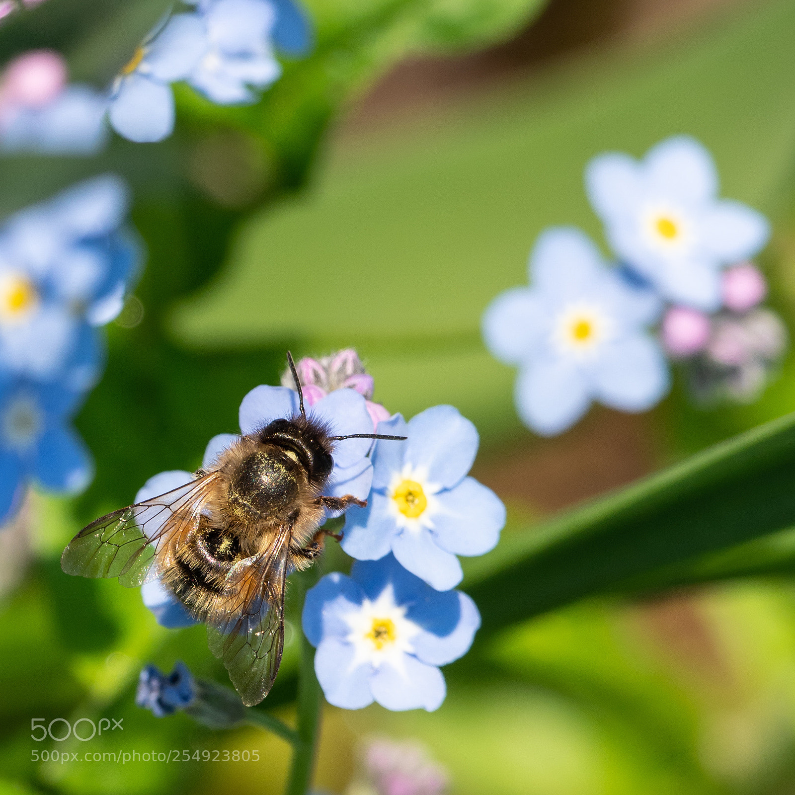 Olympus OM-D E-M1 Mark II sample photo. Bee photography