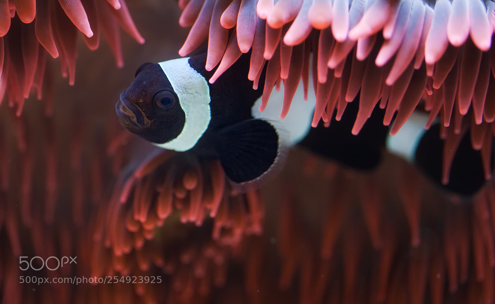 Canon EOS 5D Mark II sample photo. Aquarium photography