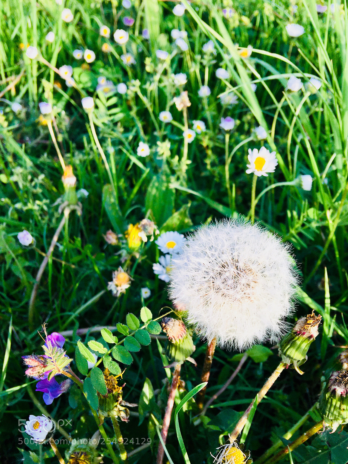 Apple iPhone 6s Plus sample photo. Untitled photography
