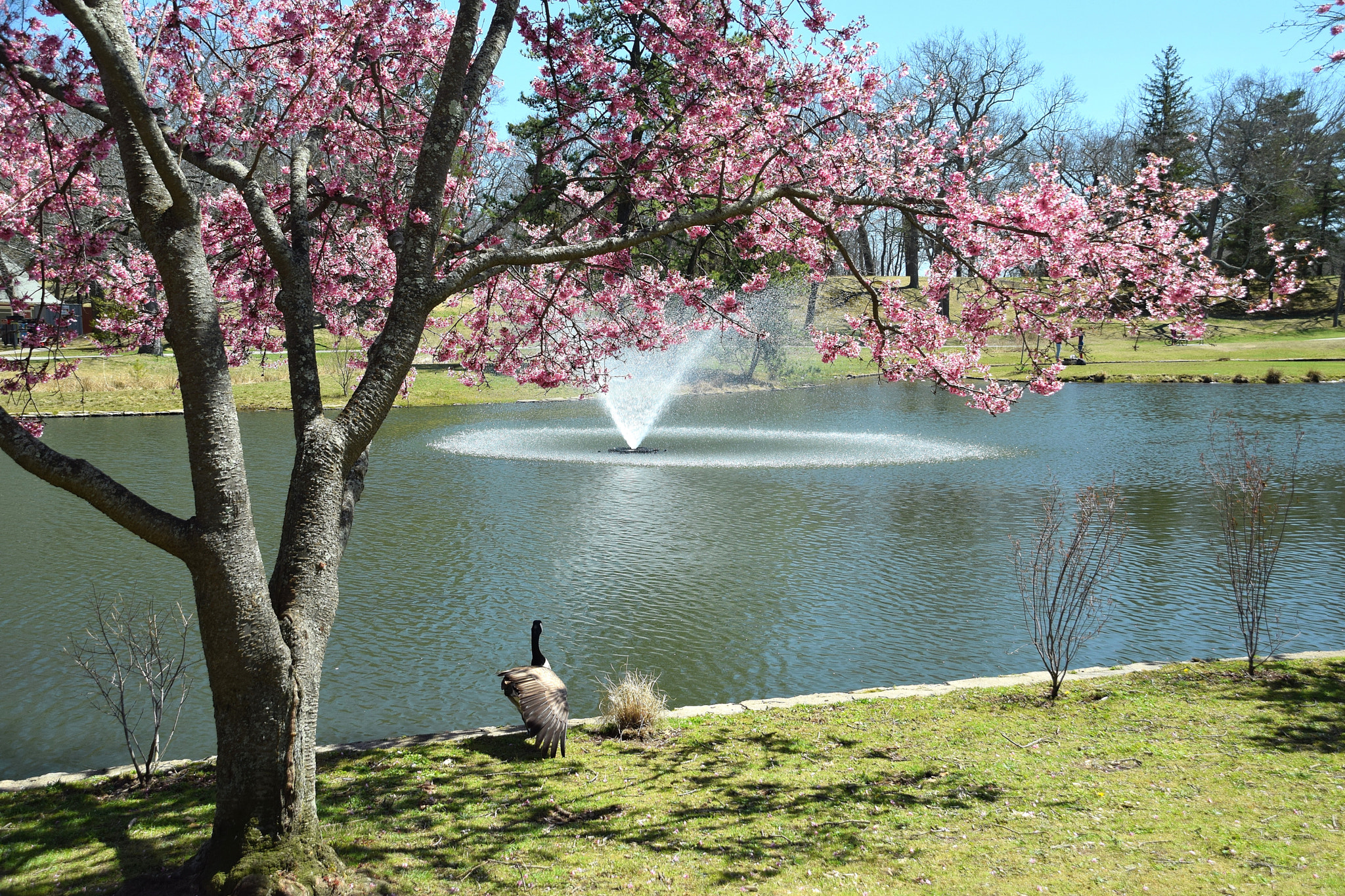 Nikon D5300 + Sigma 18-250mm F3.5-6.3 DC Macro OS HSM sample photo. Springtime in the park photography