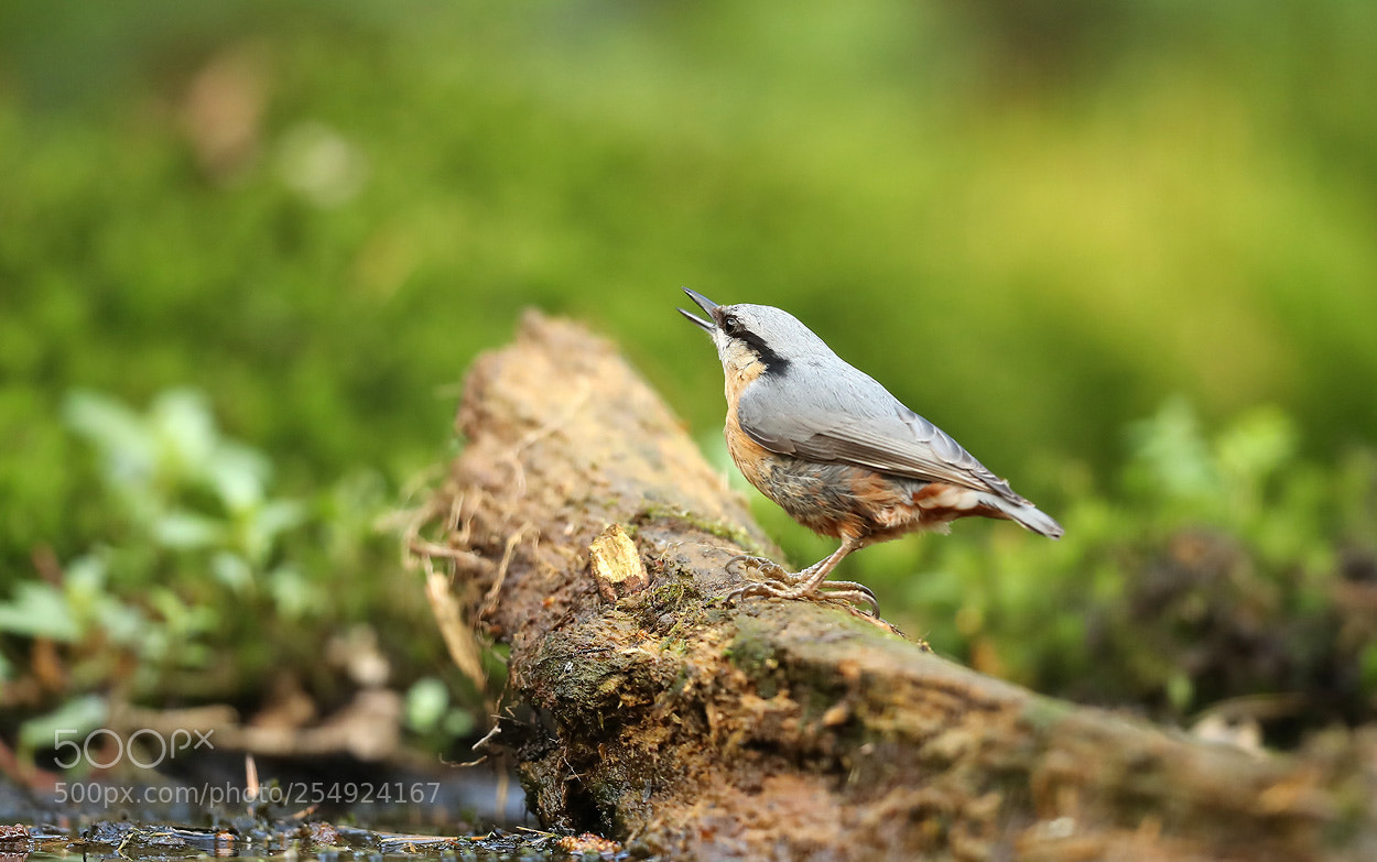 Canon EOS-1D X Mark II sample photo. Nuthatch photography