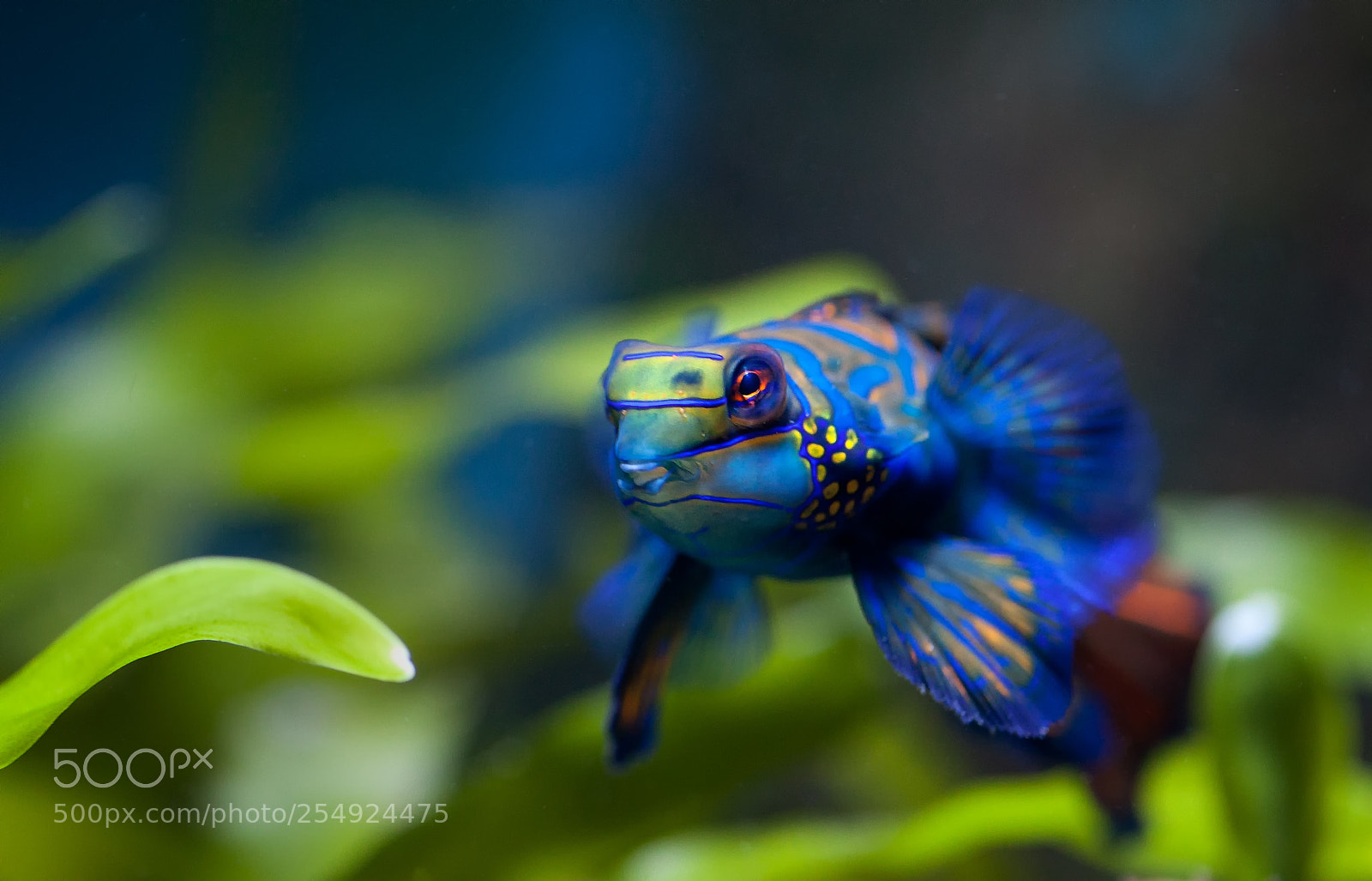 Canon EOS 5D Mark II sample photo. Aquarium photography
