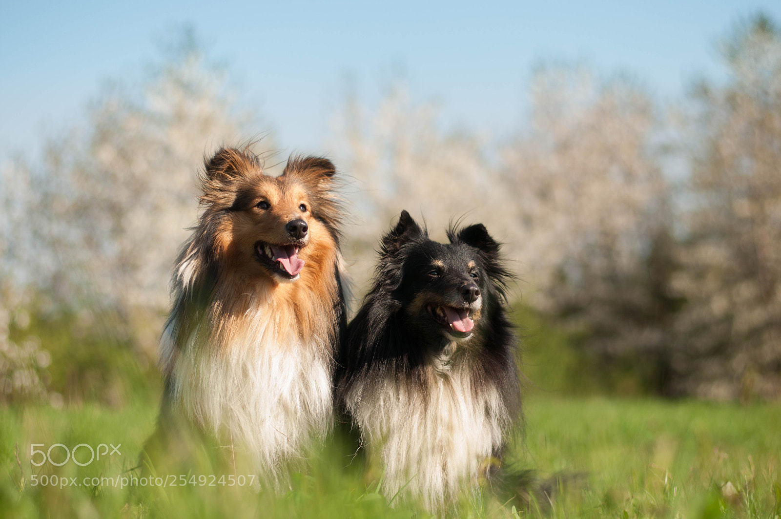 Nikon D5000 sample photo. Shelties photography