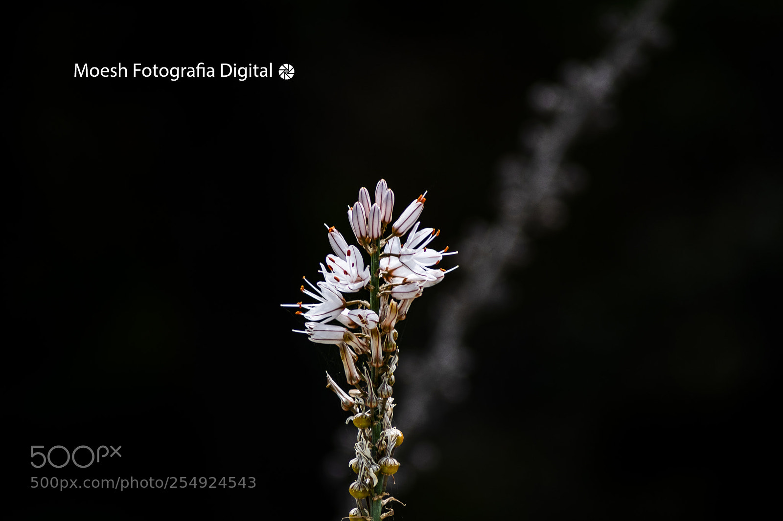 Nikon D3300 sample photo. Untitled photography