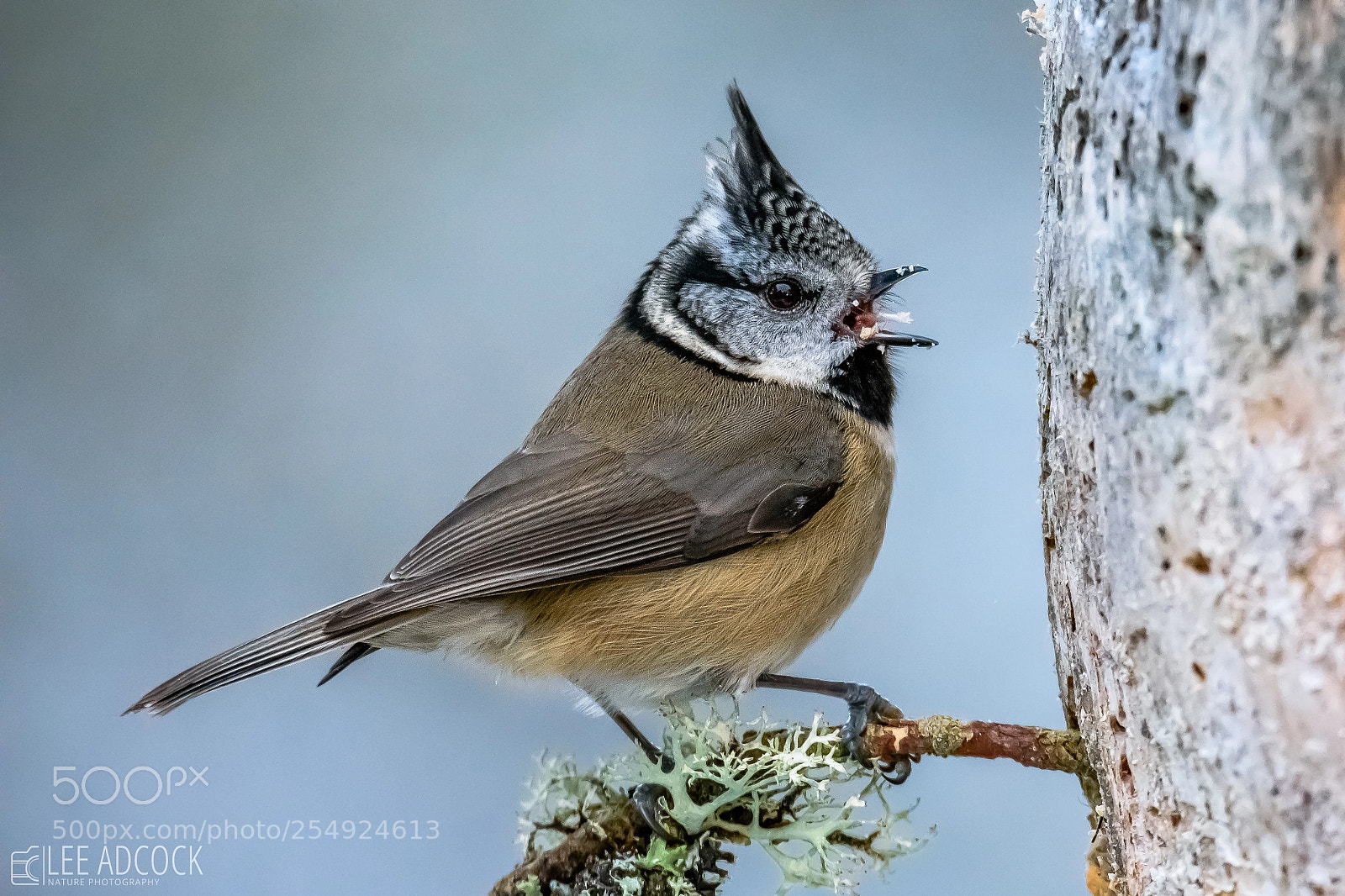 Nikon D7200 sample photo. Crested tit photography