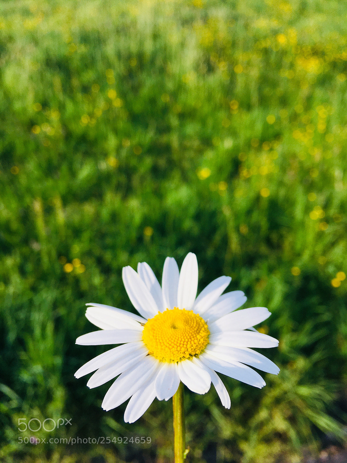 Apple iPhone 6s Plus sample photo. Untitled photography