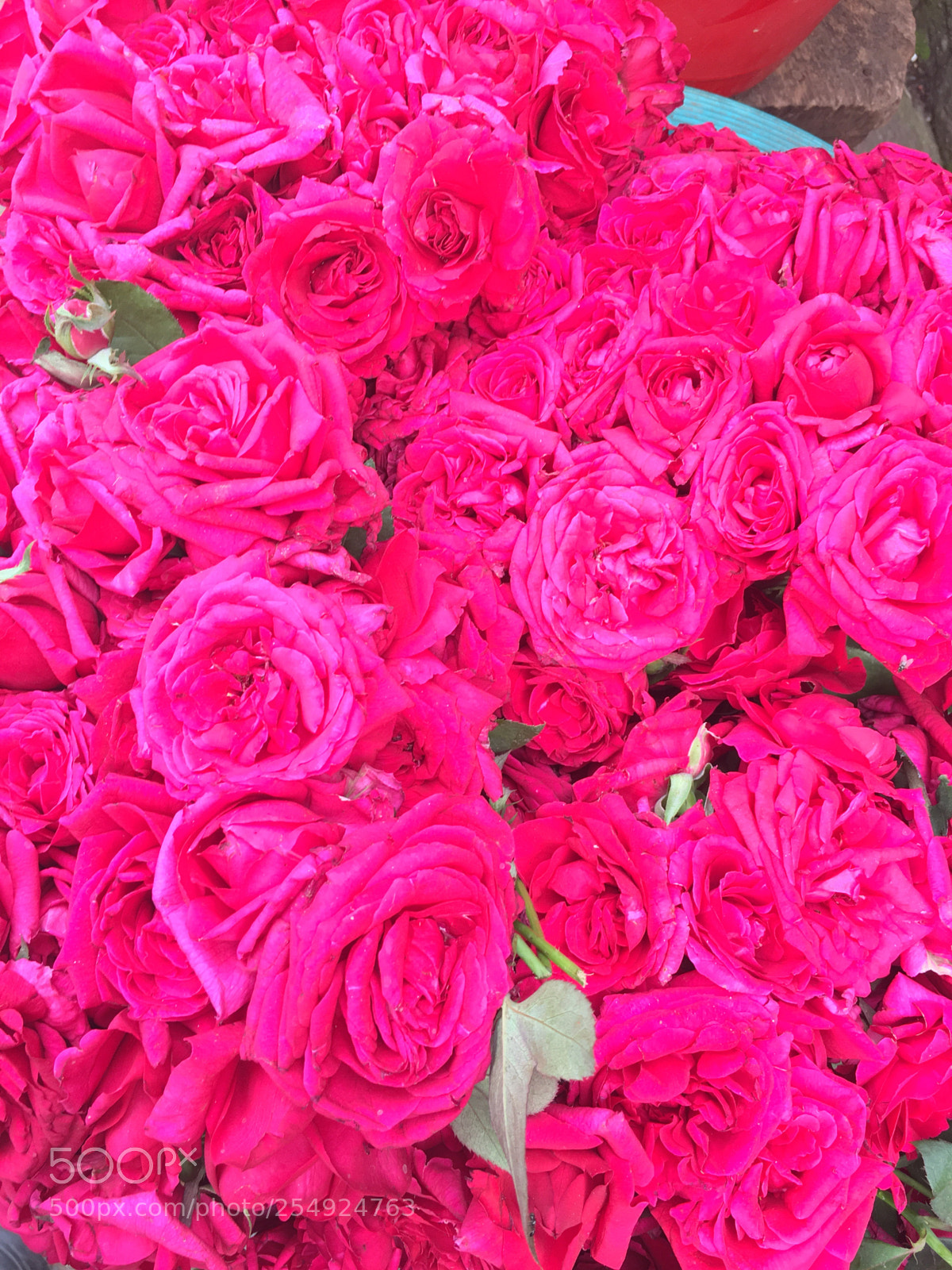 Apple iPhone 6s sample photo. Rose photography