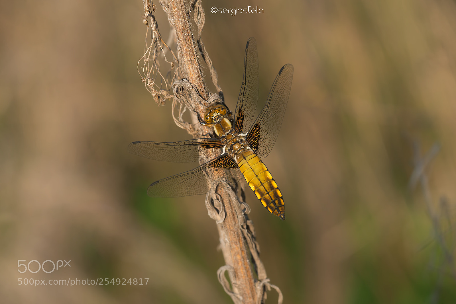 Nikon D610 sample photo. Libellula depressa female_____ photography
